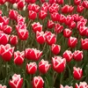 Nicolas Legrand - @nicolas.legrand63 - TikTok