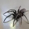 nicolaslepetz7 - @nicolaslepetz7 - TikTok