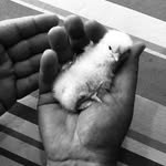 Nicolas Mathis - @nicolas.mathis.52 - Instagram