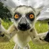 Nicolás Monreal - @nicols.monreal4 - TikTok