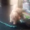 nicolas_mosley - @yourmamã - TikTok