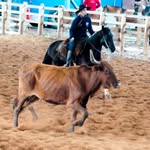 Nicolas Palma - @nicolasopalma - Instagram