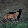 Nicolas Perez - @nicolas.perez1603 - TikTok