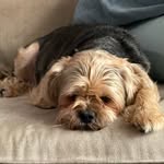 Nicolas Phillips - @fluffier.fluff - Instagram