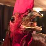 Nicolas Rogers - @noopynoo - Instagram