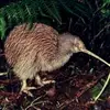 Nicolas Shaw - @nicolas.shaw0 - TikTok