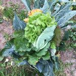 Nicolas Spinelli - @aziendaagricolaspinellinicolas - Instagram