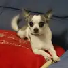 Nicolas Vanier - @nicolasvanier - TikTok