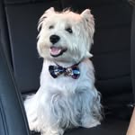 Nicolas - @nicolas_westie - Instagram