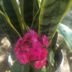 Nicolasa Ramirez - Facebook