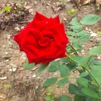 Nicolasa Ramirez - Facebook