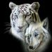 Nicole Altieri - Facebook