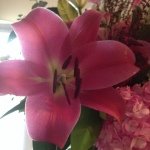 Nicole Apodaca - @nicolesfamilylife - Instagram