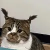 Nicole Bee - @nicole.bee5 - TikTok