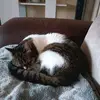 Nicole Behling - @katzenmamma71 - TikTok