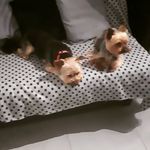 Nicole Berard - @berardnicole - Instagram