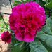Nicole Berard - Facebook