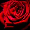 nicoleberard03 - @nicoleberard03 - TikTok