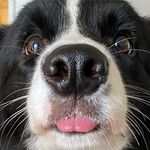 Nicole || Border Collie - @nicolebordercollie - Instagram
