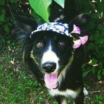 Nicole & Her Cats
😼 - @nicole_bordercollie - Instagram