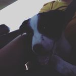 nicole the border collie - @nicole_the_border_collie - Instagram