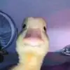 Nicole Borrell - @nicole....21 - TikTok