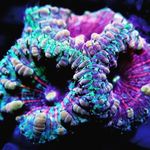 Nicole Box - @worldwildcorals - Instagram