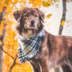 Brett Nicole Pet Photography - @brettnicolephotography - Instagram