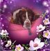 Nicole Brindle - Facebook