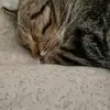 nicolebusch72 - @nicolebusch72 - TikTok