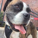 Nicole Callender - @lolatheladybossdog - Instagram