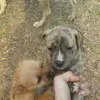 dance baby girl😍😍😍😘😘💋🐶 - @nicolechaplin1 - TikTok