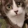 Nicole - @nicole_coolmom1 - TikTok