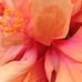 Nicole Napoleon Dalberto - Facebook
