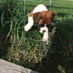 Nicole de Roo - @storm.the.boxer - Instagram