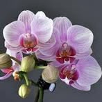 Nicole Deroo - Facebook