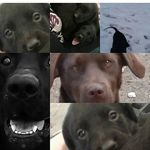 nicole durfee - @durfee.dogs - Instagram