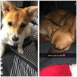 Nicole Eccles - @nala_and_lulu14 - Instagram