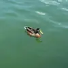 nicole <3 - @nicole.eggleton18 - TikTok