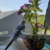 Nicole Ettinger - @nikkihippi - TikTok