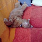 Nicole Faure - @nicole.faure.395 - Instagram