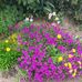 Nicole Faure - Facebook