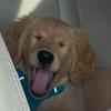 Ginger🐶🦮🐾🦴 - @ginger.nicole - TikTok