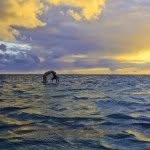 N I C O L E 🏄 - @nicole_hankoboards - Instagram