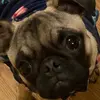 Nicole Hook418 - @ourasmom - TikTok
