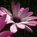 Nicole Hook - Facebook