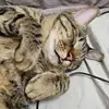 Nicole Hung - @nicole.hung7 - TikTok