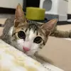Nicole Hung - @nicolehung1212 - TikTok