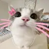 Qin - @nicolehung4 - TikTok