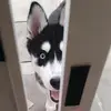 Nicole Husky - @nicolehusky03 - TikTok